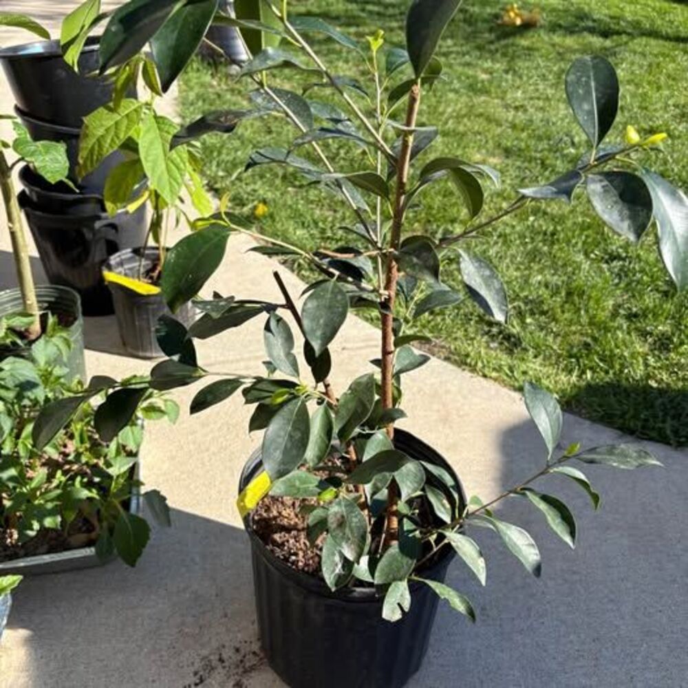 Chinese Banyan Plant-Mature